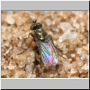 Dolichopus sp - Langbeinfliege 01a 5mm.jpg